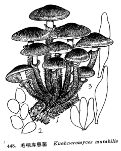 毛柄庫恩菌 毛柄庫恩菌