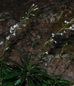 異花兔兒風 異花兔兒風