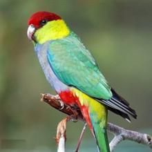 紐澳鸚鵡
