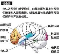 社會腦 社會腦