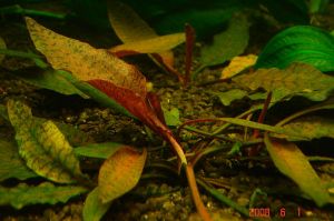 虎斑鶯哥 虎斑鶯哥