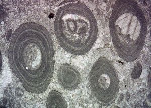 顯微組構 顯微組構