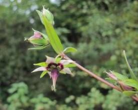 西南獐牙菜 西南獐牙菜