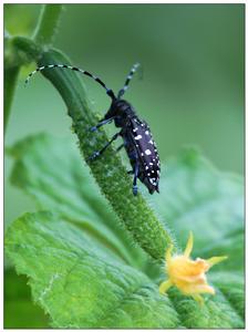 黃瓜天牛 黃瓜天牛