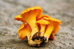 近白雞油菌 近白雞油菌