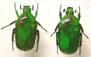 寶島細腳騷金龜