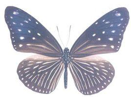 異型紫斑蝶