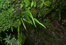 廬山瓦韋[中藥]