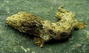 新加利多尼亞巨人壁虎 新加利多尼亞巨人壁虎