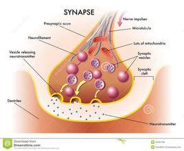 突觸[神經生理學]