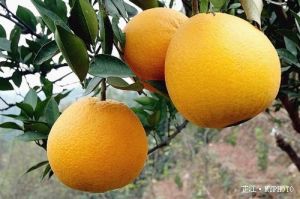 黔陽冰糖橙