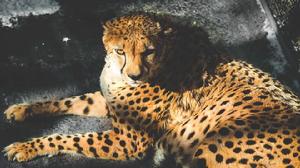 舊熱帶界動物 舊熱帶界動物