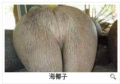 海椰子u-max 海椰子u-max