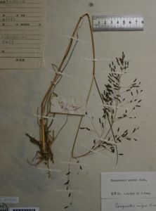 梅氏畫眉草 梅氏畫眉草