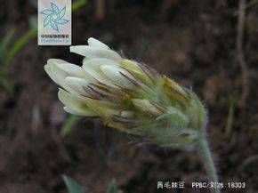 黃毛棘豆 黃毛棘豆