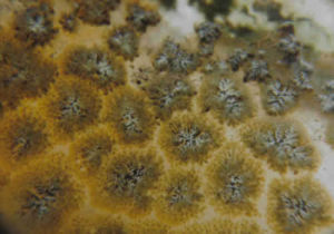 苔蘚動物門 苔蘚動物門