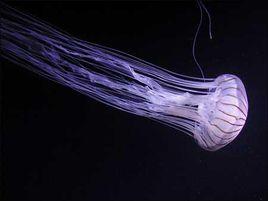 腔腸動物 腔腸動物