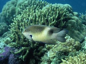 馬騮魔魚 馬騮魔魚