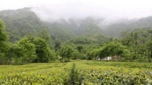 陽壩梅園溝 陽壩梅園溝