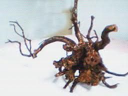 杜鵑花根 杜鵑花根