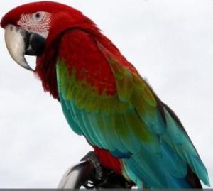 紅寶石金剛鸚鵡