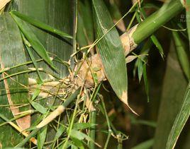 勃氏甜龍竹 勃氏甜龍竹
