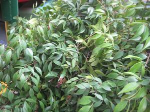 木本植物 木本植物