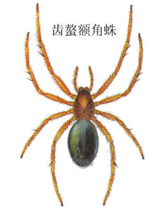 齒螯額角蛛 齒螯額角蛛