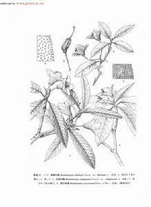 毛柱紅棕杜鵑 毛柱紅棕杜鵑