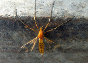 台灣櫛大蚊 台灣櫛大蚊