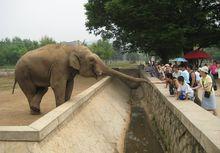 朝鮮中央動物園的動物