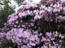 鹿角杜鵑（最盛花期）