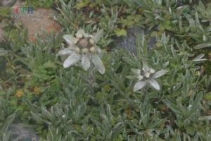 銀葉火絨草 銀葉火絨草