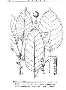 綠黃葛樹(原變種) 綠黃葛樹(原變種)