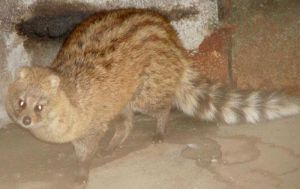 小靈貓華東亞種 小靈貓華東亞種