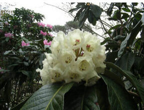 銀灰杜鵑 銀灰杜鵑