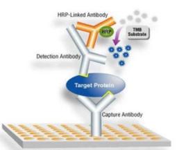 單抗製品 單抗製品