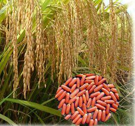 象州紅米 象州紅米