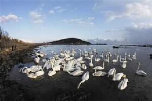 天鵝[鳥綱動物]