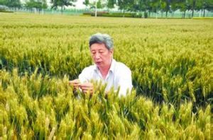 小麥育種 小麥育種