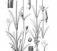 墨脫蠅子草 墨脫蠅子草