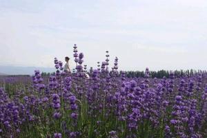 西南水蘇系 西南水蘇系