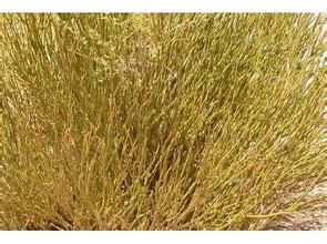 斑子麻黃 斑子麻黃