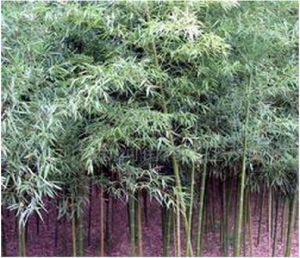 毛莖翠雀 毛莖翠雀