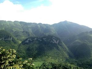 貴州納雍珙桐省級自然保護區