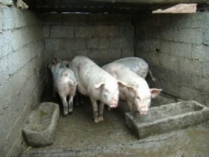 咀資村-生豬養殖