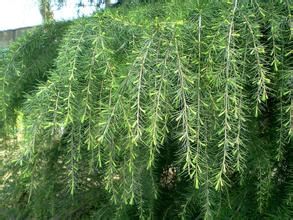 垂枝香柏 垂枝香柏