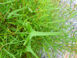 戟葉酸模 戟葉酸模