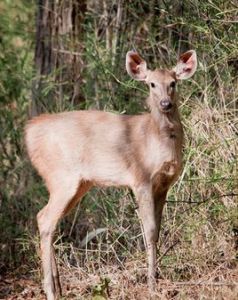 水鹿明打威亞種