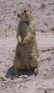 墨西哥草原松鼠